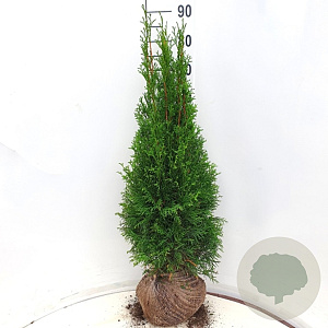 Thuja occ. 'Smaragd' 80-100 cm met kluit