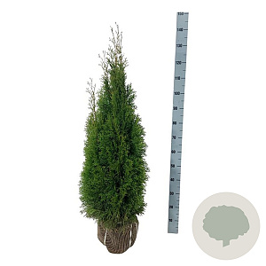 Thuja occ. 'Smaragd' 100-120 cm met kluit