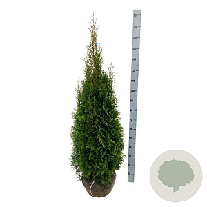 Thuja occ. 'Smaragd' 120-140 cm met kluit
