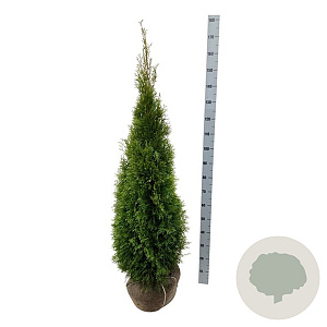 Thuja occ. 'Smaragd' 140-160 cm met kluit