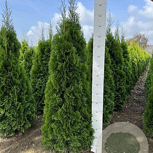 Thuja occ. 'Smaragd' 140-160 cm met kluit