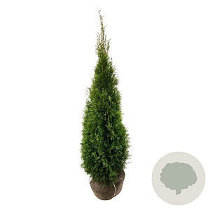 Thuja occ. 'Smaragd' 140-160 cm met kluit