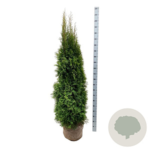 Thuja occ. 'Smaragd' 160-180 cm met kluit