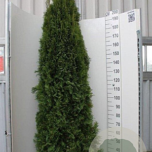 Thuja occ. 'Smaragd' 200-225 cm met kluit