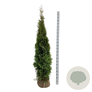 Thuja occ. 'Smaragd' 200-225 cm met kluit
