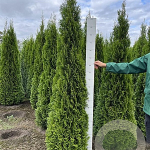 Thuja occ. 'Smaragd' 200-225 cm met kluit