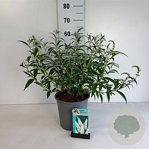 Buddleja d. 'White Profusion' 40-50 cm 6,5L