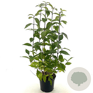 Callicarpa bod. 'Profusion' 30-40 cm 3,0L