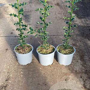 Ilex aquifolium 40-60 cm 2,0L