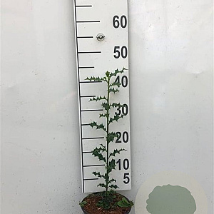 Ilex aquifolium 40-60 cm 2,0L