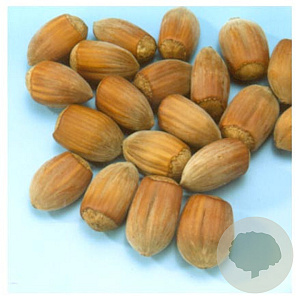 Corylus 'Webb's Prize Cob' 90-120 cm wortelgoed 3-5 tak