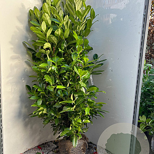 Prunus I. 'Rotundifolia' 150-175 cm met kluit