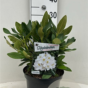 Rhododendron 'Cunningham's White' 20-25 cm 5,0L