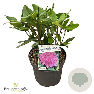 Rhododendron ponticum 20-25 cm 5,0L