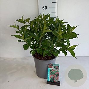 Weigela 'Red Prince' 50-60 cm 6,5L