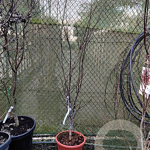 Acer pal. 'Atropurpureum' 125-150 cm 15L