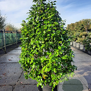 Camellia japonica 175-200 cm container meerstammig