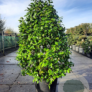 Camellia japonica 175-200 cm container meerstammig