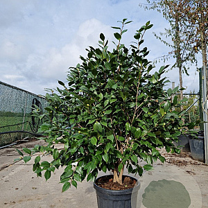 Camellia j. 'C.M. Hovey' 125-150 cm container meerstammig