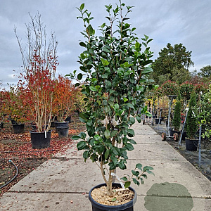 Camellia j. 'Snowball' 175-200 cm 45L