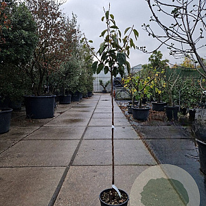 Diospyros kaki 'Rojo Brillante' 120 cm stam 10L