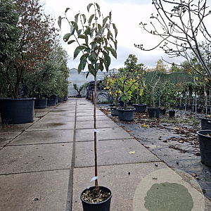 Diospyros kaki 'Vaniglia' 120 cm stam 10L