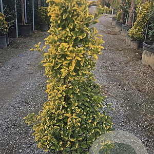 Ligustrum j. 'Texanum' 60-80 cm 10L