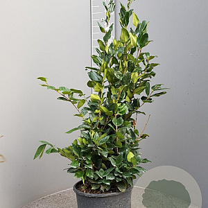 Ligustrum j. 'Texanum' 60-80 cm 10L
