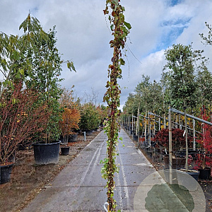 Parthenocissus tr. 'Veitchii' 300-350 cm 15L