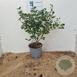 Syringa meyeri 'Palibin' 30-40 cm 3,0L