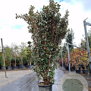 Elaeagnus ebbingei 175-200 cm 35L
