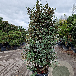 Elaeagnus ebb. 'Compacta' 150-175 cm 50L