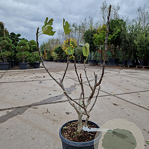 Ficus car. 'Brown Turkey' 60-70 cm 10L