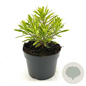 Euphorbia 'Ascot Rainbow' GM 2,0L