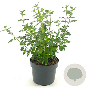 Salvia micr. 'Hot Lips' GM 2,0L