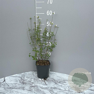 Salvia micr. 'Hot Lips' GM 2,0L