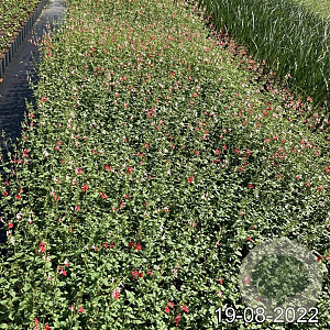 Salvia micr. 'Hot Lips' GM 2,0L