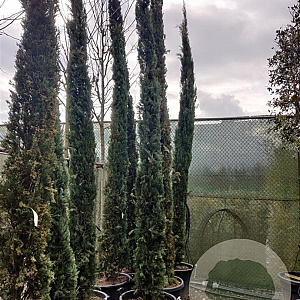 Cupressus semp. 'Pyramidalis' 450-500 cm container