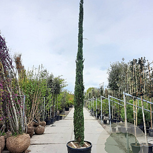 Cupressus semp. 'Pyramidalis' 450-500 cm container