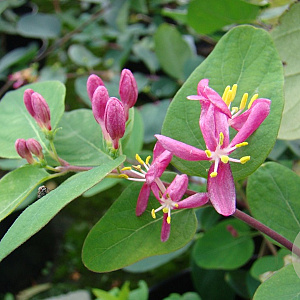 Lonicera tatarica 30-50 cm wortelgoed 2-3 tak 0/1