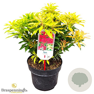 Pieris 'Forest Flame' 30-40 cm 5,0L struik
