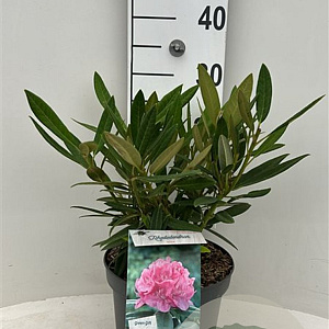 Rhododendron (AC) 'Anna' 30-40 cm 5,0L struik