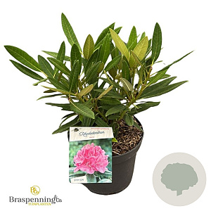 Rhododendron (AC) 'Anna' 30-40 cm 5,0L struik