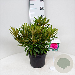 Rhododendron (AC) 'Anna' 30-40 cm 5,0L struik