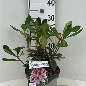 Rhododendron Belami 30-40 cm 5,0L struik