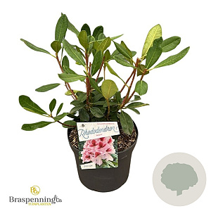 Rhododendron Belami 30-40 cm 5,0L struik