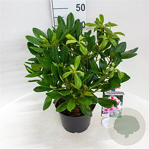 Rhododendron Belami 30-40 cm 5,0L struik