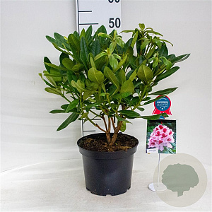 Rhododendron Belami 30-40 cm 5,0L struik