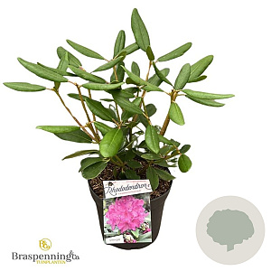 Rhododendron 'Catawb. Boursault' 30-40 cm 5,0L struik