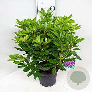 Rhododendron 'Catawb. Grandiflorum' 30-40 cm 5,0L struik